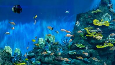 ocean AdobeStock_463200145.jpeg