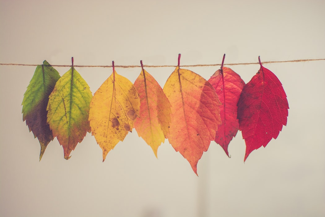 Image of coloured leaves on a hanging garland