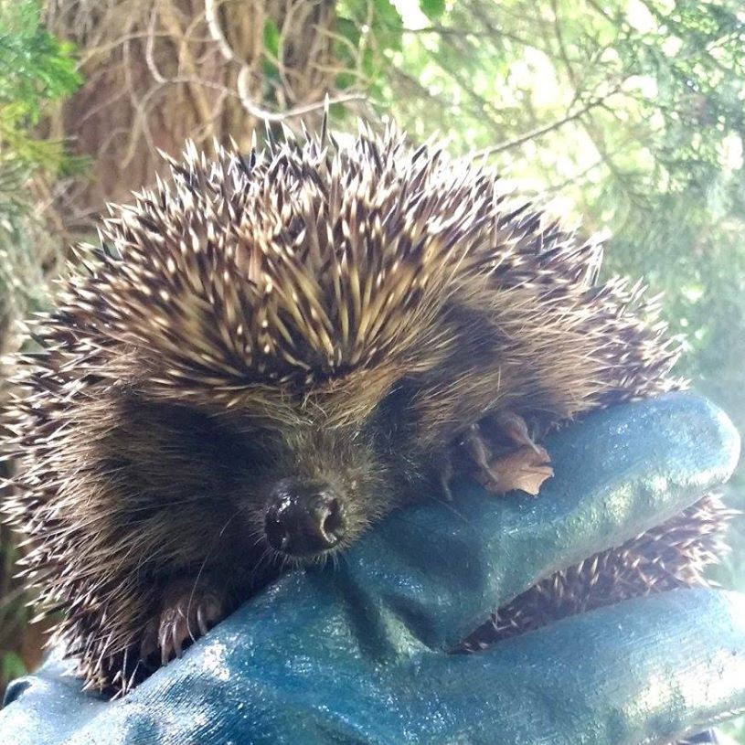 Hedgehog held in gloved hand